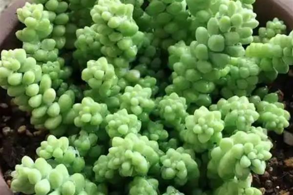 翡翠景天掉叶子如何解决，土壤板结需要疏松土壤