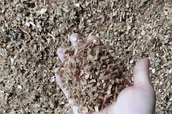 怎么种香菇,将菌土填入椴木的小孔中