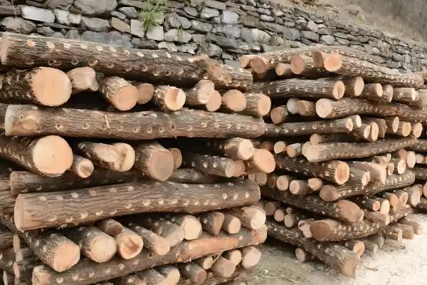 怎么种香菇,将菌土填入椴木的小孔中