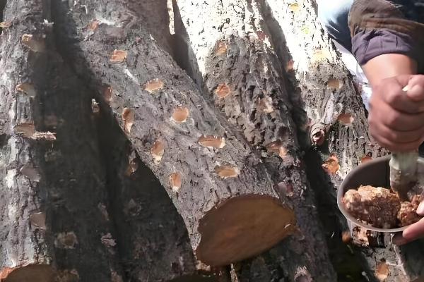 怎么种香菇,将菌土填入椴木的小孔中