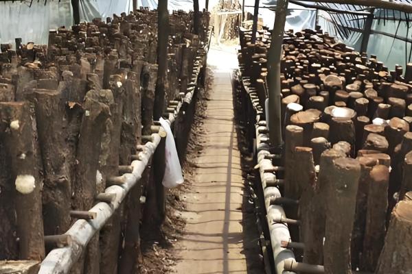 怎么种香菇,将菌土填入椴木的小孔中