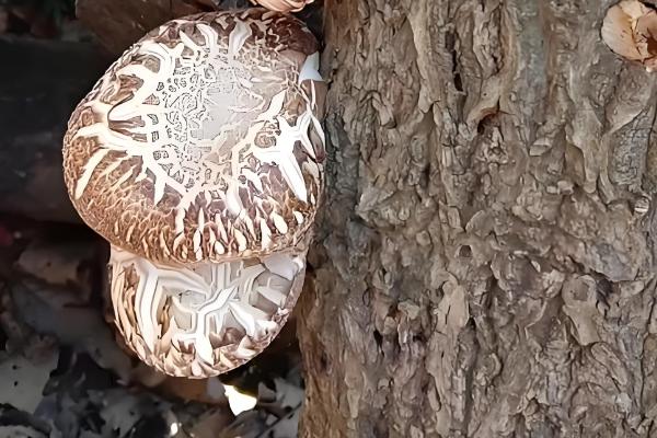 怎么种香菇,将菌土填入椴木的小孔中