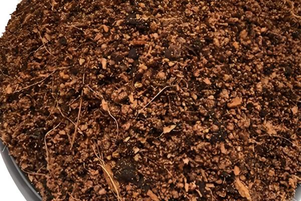 蒲公英的养殖方法，每天要见光6-7小时