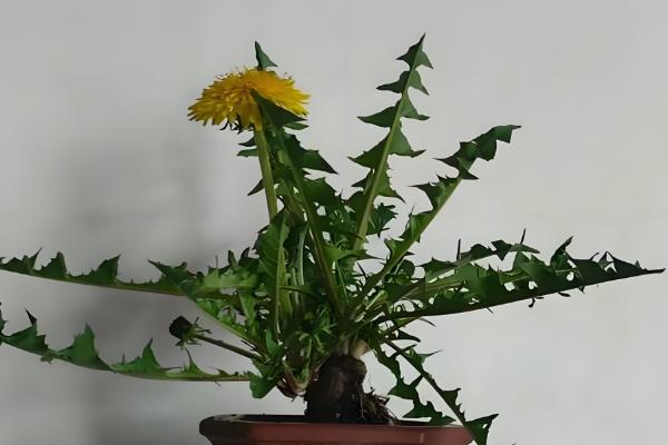 蒲公英的养殖方法，每天要见光6-7小时