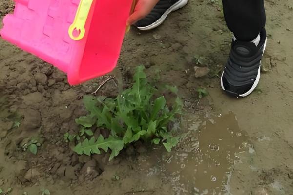 蒲公英的养殖方法，每天要见光6-7小时