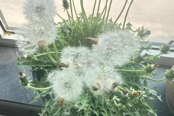 蒲公英的养殖方法，每天要见光6-7小时