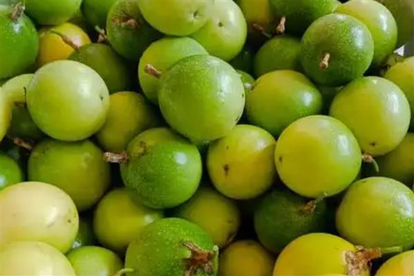 黄金百香果的品种,金霸百香果、荔枝味黄金百香果等品种很常见