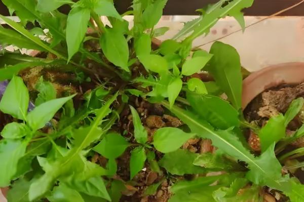 蒲公英的养殖方法，每天要见光6-7小时