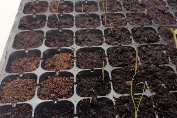 蒲公英的养殖方法，每天要见光6-7小时