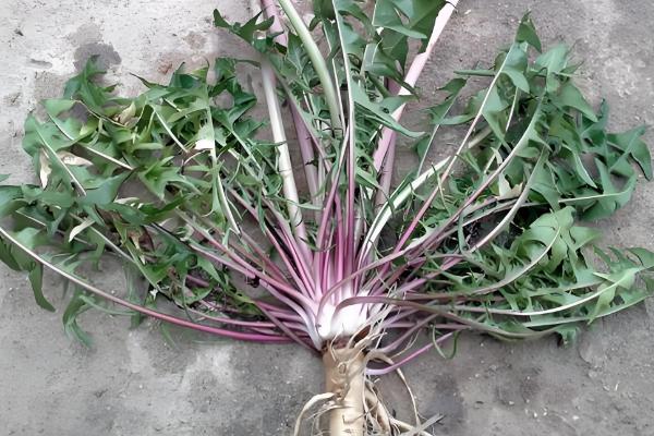 蒲公英的养殖方法，每天要见光6-7小时