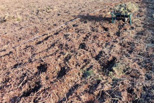 黄金百香果的品种,金霸百香果、荔枝味黄金百香果等品种很常见