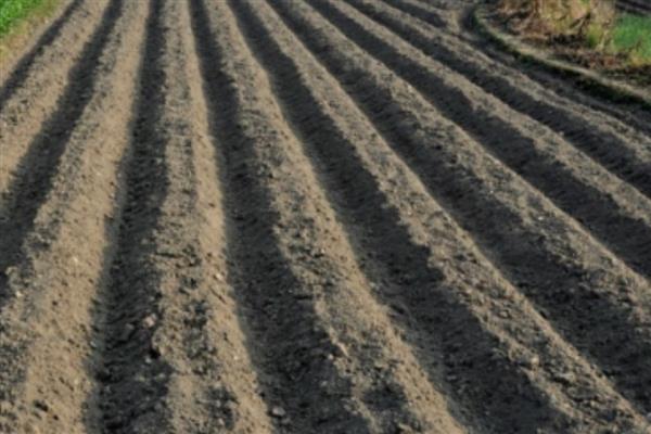 黄金百香果的品种,金霸百香果、荔枝味黄金百香果等品种很常见