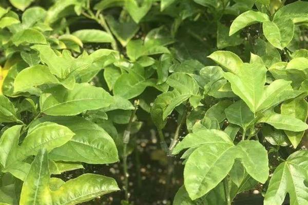 黄金百香果的品种,金霸百香果、荔枝味黄金百香果等品种很常见