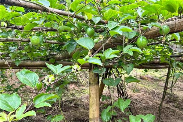 黄金百香果的品种,金霸百香果、荔枝味黄金百香果等品种很常见