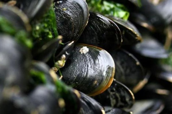 海虹如何养殖,应选择在水流比较畅通的地方养