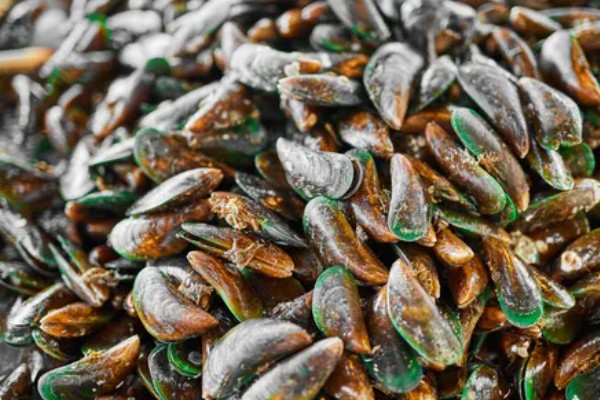 海虹如何养殖,应选择在水流比较畅通的地方养