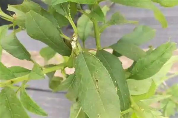 桃树枯梢病的症状和原因,发病的叶片会变得非常干枯