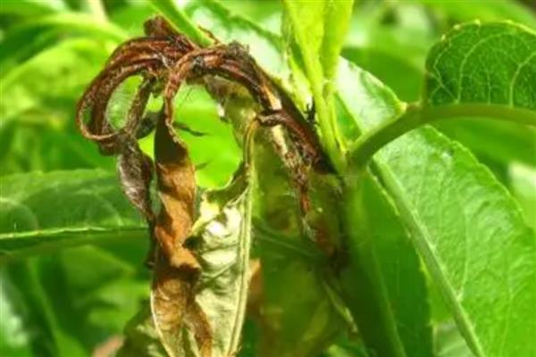 桃树枯梢病的症状和原因,发病的叶片会变得非常干枯