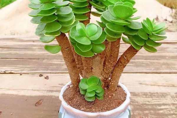 如何判断金钱木要浇水，可观察土壤、叶片等