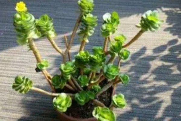 如何判断金钱木要浇水，可观察土壤、叶片等