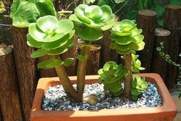 如何判断金钱木要浇水，可观察土壤、叶片等