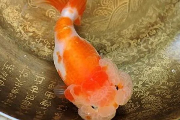 蛋种金鱼的品种,有蛋金、望天、丹凤等