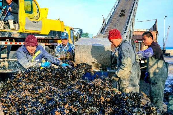 海虹如何养殖,应选择在水流比较畅通的地方养