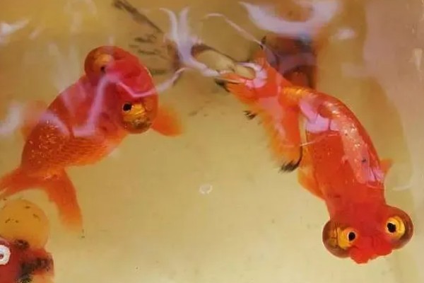 蛋种金鱼的品种,有蛋金、望天、丹凤等