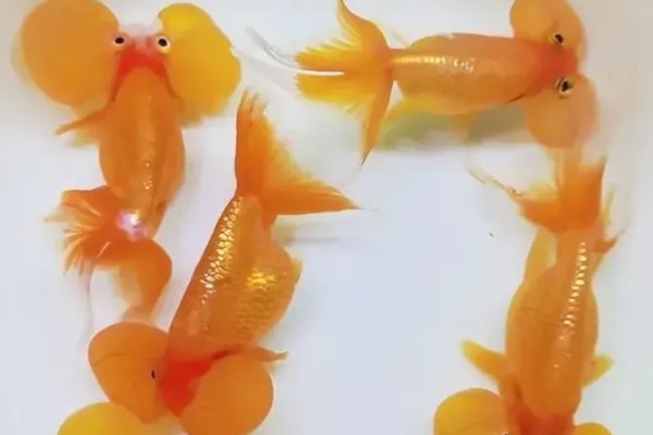 蛋种金鱼的品种,有蛋金、望天、丹凤等