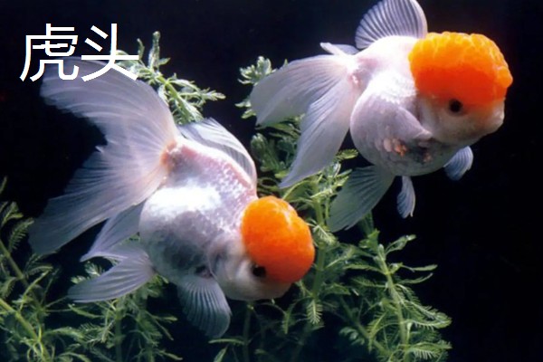 蛋种金鱼的品种,有蛋金、望天、丹凤等