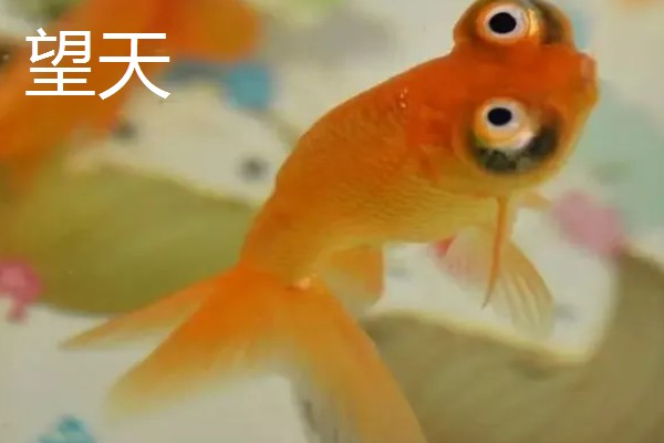 蛋种金鱼的品种,有蛋金、望天、丹凤等