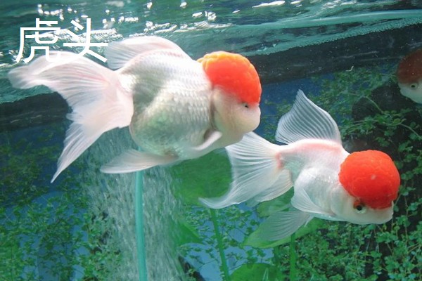 蛋种金鱼的品种,有蛋金、望天、丹凤等