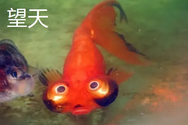 蛋种金鱼的品种,有蛋金、望天、丹凤等