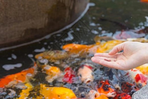 蛋种金鱼的品种,有蛋金、望天、丹凤等