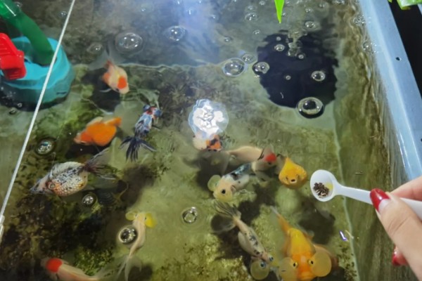 蛋种金鱼的品种,有蛋金、望天、丹凤等