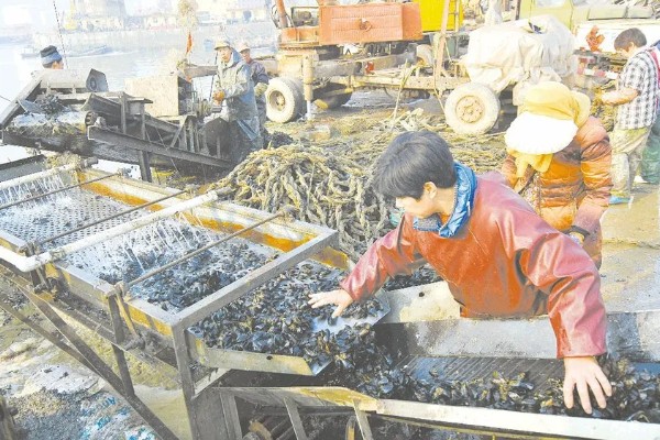 海虹如何养殖,应选择在水流比较畅通的地方养