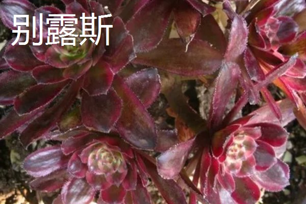 观音莲有什么花语，代表幸福纯洁