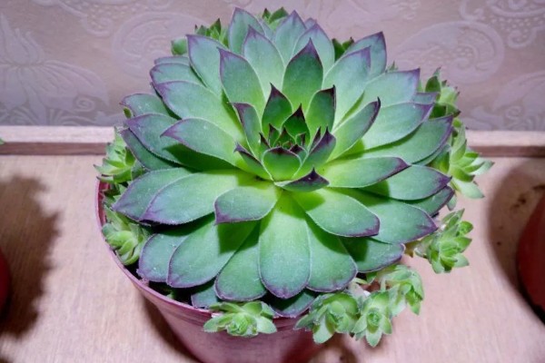 观音莲有什么花语，代表幸福纯洁