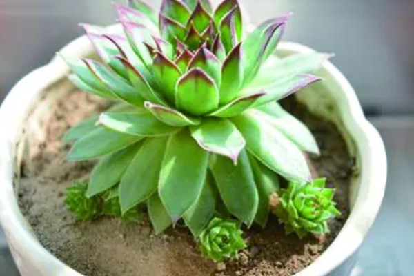 观音莲有什么花语，代表幸福纯洁