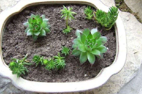 观音莲有什么花语，代表幸福纯洁