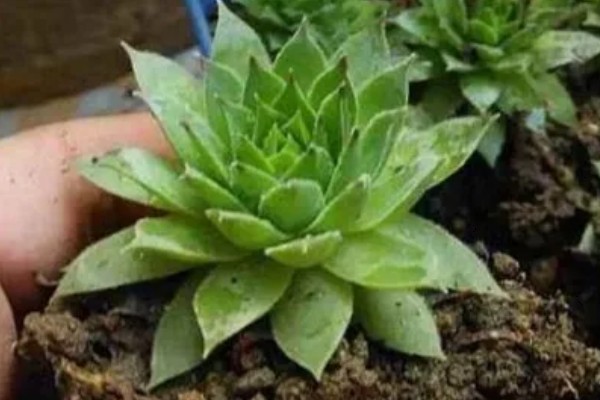 观音莲有什么花语，代表幸福纯洁