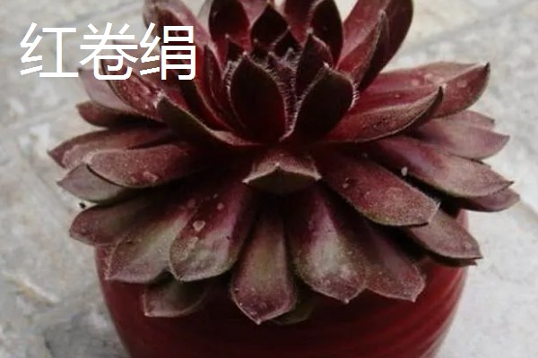 观音莲有什么花语，代表幸福纯洁