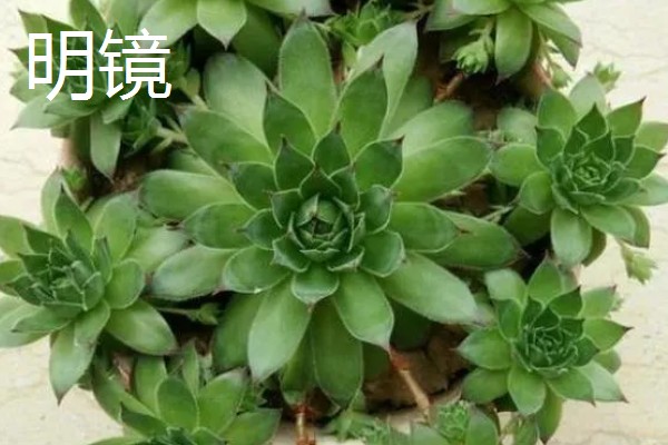 观音莲有什么花语，代表幸福纯洁