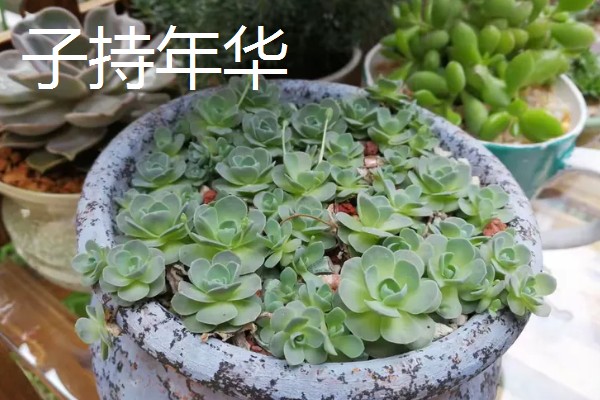 观音莲有什么花语，代表幸福纯洁