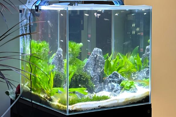 黄金锦鲤的饲养方法,6-9月份每天投喂两次