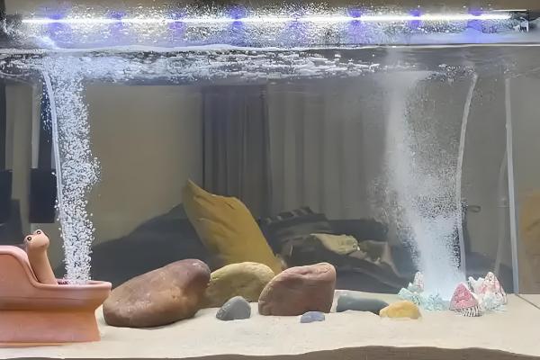 黄金锦鲤的饲养方法,6-9月份每天投喂两次