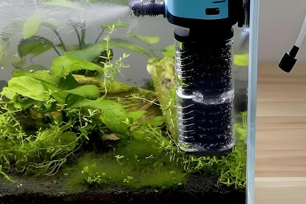 黄金锦鲤的饲养方法,6-9月份每天投喂两次