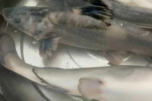 江团鱼简介,是常见的食用型鱼类