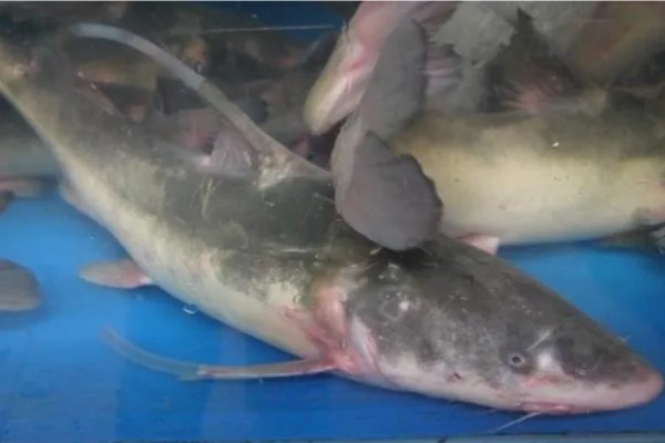 江团鱼简介,是常见的食用型鱼类