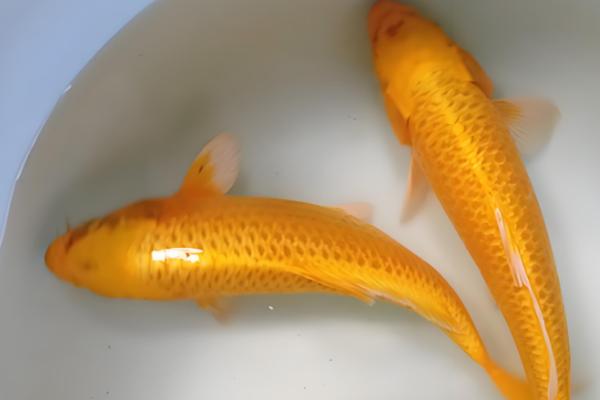 黄金锦鲤的饲养方法,6-9月份每天投喂两次